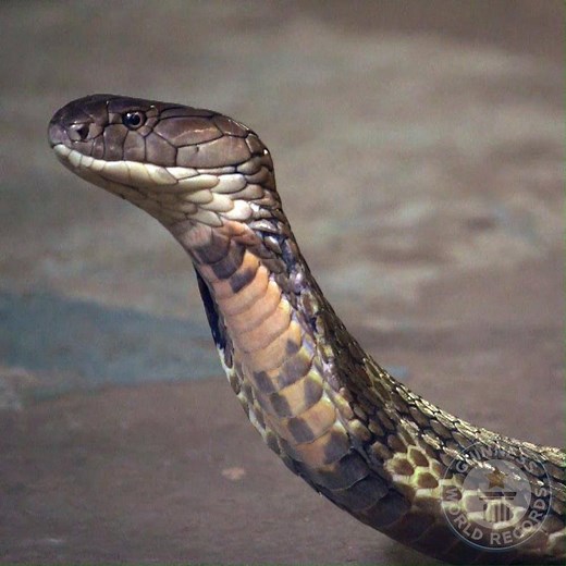 1.4M views · 3.2K reactions | Reptile Gardens in South Dakota, USA is the world's largest reptile zoo and features in our new GWR Amazing Animals book. Take a fascinating tour and meet the resident snakes, lizards, toads, turtles and crocodiles with head keeper Terry Phillip 年 #GWRAnimals #GWR2018 | Guinness World Records | Facebook