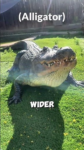 Crocodile vs Alligator: 3 Major Differences 🐊
