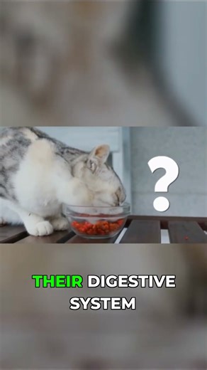 Cat Upset Stomach? Stop Giving Them Dairy Right Now