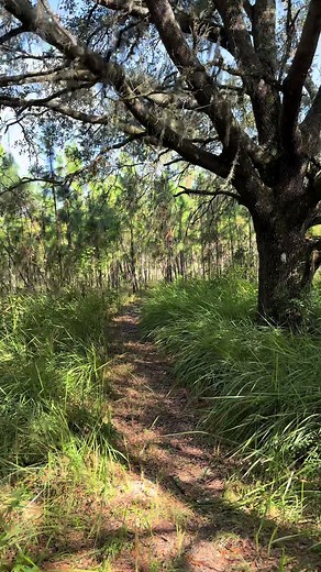 #hikingtiktok #oaktree #naturelovers #floridatiktok