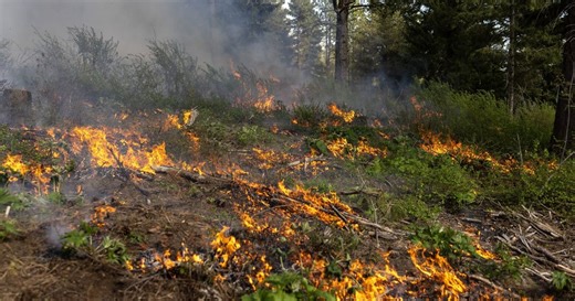 Burn ban is issued for much of Western WA. Here’s what to know