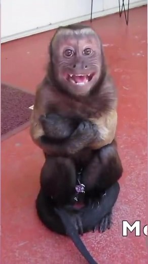 Capuchin Monkey cry baby! | MonkeyBoo