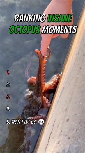 Ranking The Most INSANE Octopus Moments 🐙😱