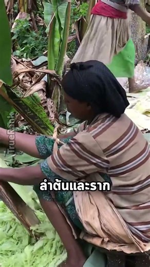A plant that looks like a banana tree, but the fruit is inedible.