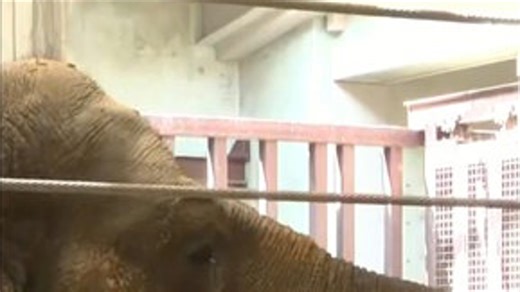 Baby elephant born at Smithsonian’s National Zoo