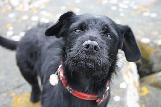 Scottish Terrier Mix Breeds: 21 of the Most Adorable (w/ Pics)