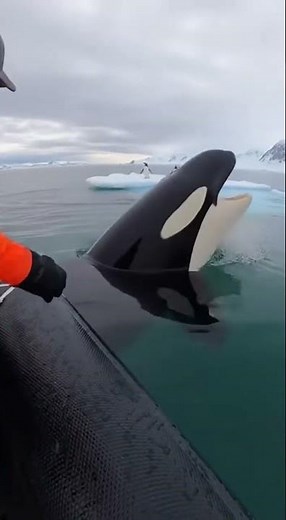 Orca Hunts Penguins From Below Ice!