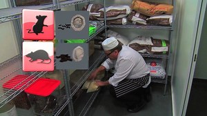 Pest control in Food Handling areas is a pre-requisite in HACCP system. Spraying pest chemicals (Pesticides) alone will not be an effective pest management programme but it must be accompanied by Integrated Pest Manegment (IPM) strategies. | HACCP -Food Safety & Hygiene