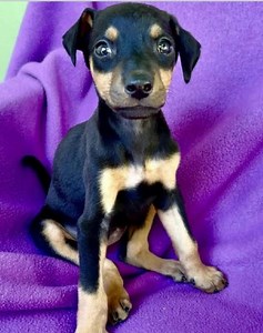 Regalo cucciolo Pinscher da Privato a   Pinscher Mini (cuccioli maschio e femmina)