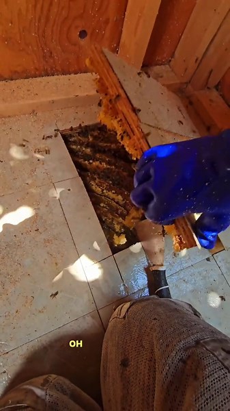 Discovering Three Giant Beehives Hidden Under the Shed Floor