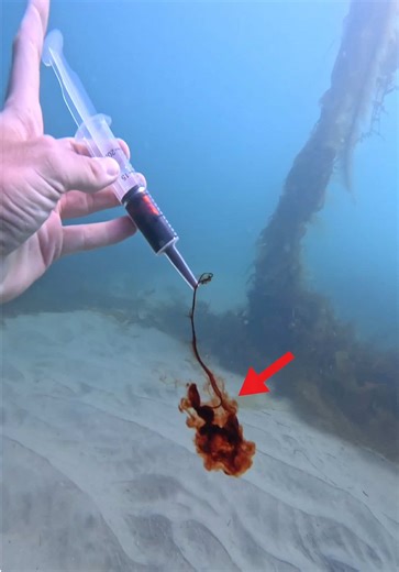 Can Sharks ACTUALLY Smell Blood?! 😳 #experiment #fyp #sharks #blood | sharks