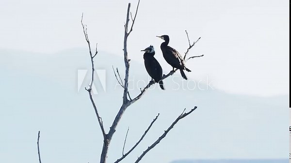 (Phalacrocorax carbo) Great cormorants or black cormorants on old tree branches above the calm waters of the reservoir. Beautiful mass migration of cormorants birds, bird watching