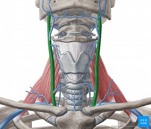 Internal jugular vein