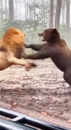King of the Jungle vs Forest Giant | Lion vs Bear– A Rare Wild Clash Caught on Camera 🦁🐻