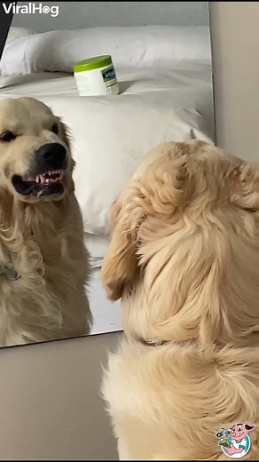 He's practicing his mean face. 😠🐕 | ViralHog