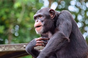 Jangan Sampai Keliru, Inilah 6 Perbedaan Orang Utan dan Simpanse - Bobo
