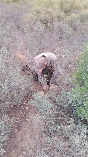 صيد الحجل في اللويحة