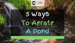 5 Ways To Aerate And Oxygenate A Pond | Aqua Movement