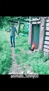 The Most DRAMATIC Animals Ever Caught on Camera | Hilarious Animal Clips