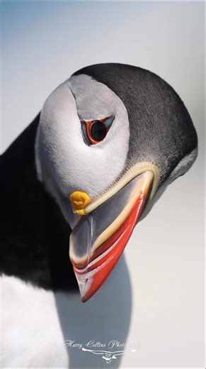 36K views · 1.1K reactions | Atlantic puffins have to be one of the coolest birds out there | Harry Collins Photography | Facebook