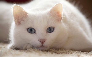What the Color of Your Cat’s Coat Says About Its Temperament
