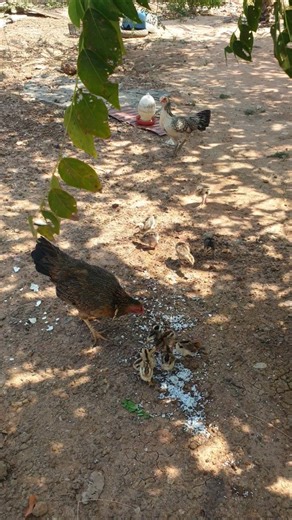 These baby chicks made my day 🐥 #chicken