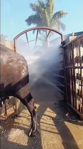 Buffalo bathing process- Good tools and machinery can increase work efficiency