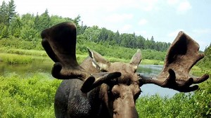 Majestic Bull Moose Sniffs Out Wildlife Camera in Rural Maine
