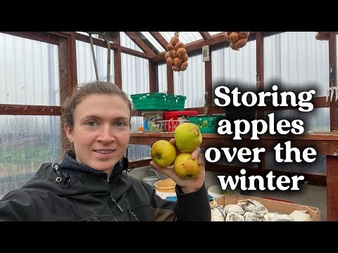 Storing apples for the winter