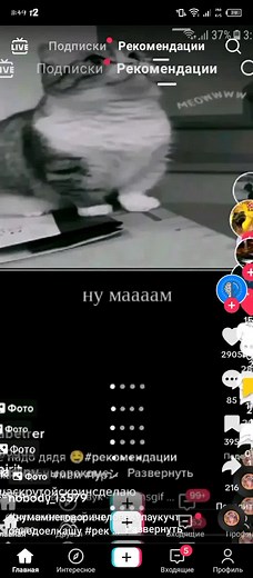 Funniest Cat Video Ever! Hilarious Cat vs. Spider Showdown