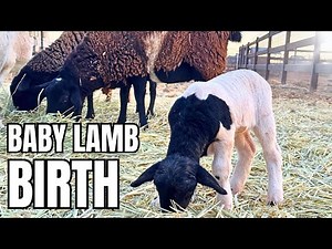 Baby Lamb being born! #lamb #babylamb #farmlife