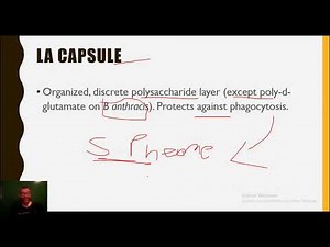 structure bacterienne