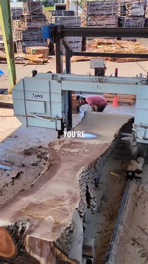 Cutting a 110-Year-Old Black Walnut Tree