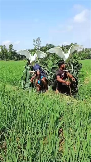 Buck Dara🦃🦃🦩🦩🦩🕊️🕊️#funny #vietnam #farming #comedyfilms #indonesia_0255 | Jihan vai