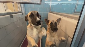 Collin County Animal Services reopens dog adoptions after possible disease outbreak