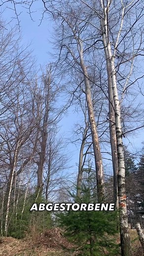 Seilwinden-Fällung: Sicherer Baumabtrag mit 8 Tonnen Zugkraft