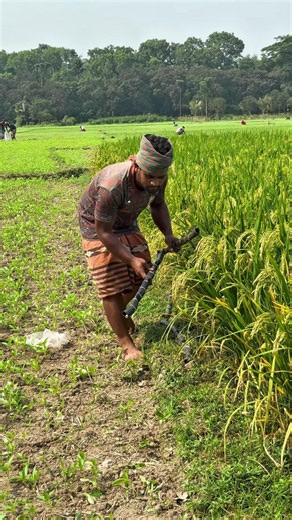 Effective Pest Control Tips #RiceField #RatControl #PaddyField #FarmingTips #Agriculture