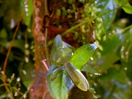 La Forêt Tropicale - Documentaire en français