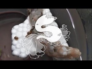 Mystery Snails: From Eggs to Hatching
