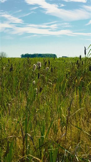 BIRD'S EYE VIEW: Introducing BioPuff®, a #vegan, #crueltyfree and traceable alternative to feather down sourced from bulrushes actively regenerating British wetlands. BioPuff® is a lightweight, warm and naturally water-repellent insulation innovation, which we used to craft an iconic #Falabella bag. Every year, 3.4 billion birds are harmed or killed for their down. We have never used feathers in our collections. Shop #StellaAutumn24 in-store and online at stellamccartney.com > https://www.stella