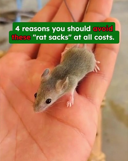 When glue traps and poisons aren't working for you, try this! Vamoose by BugMD uses plant-powered pouches that create a scent barrier mice can't stand. 🌿 ✅ No harsh chemicals ✅ No dead mice to dispose of ✅ Safe around seniors and pets* ✅ Works in days, not weeks Thousands of families are protecting their loved ones with Vamoose after traps let them down. On sale now. 👇 *When used as directed. | Vamoose Rodent Repellent