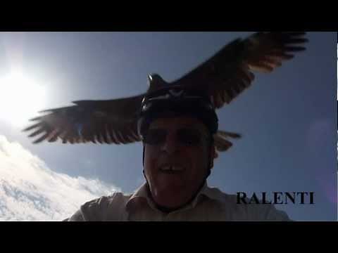 ATTAQUE du MILAN NOIR en Ardèche