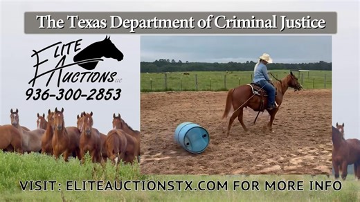 TDCJ Prison Horse Sale commercial being featured on The Cowboy Channel 📺 🐴 Auction is August 30th @ noon in Huntsville, TX | Elite Auctions LLC