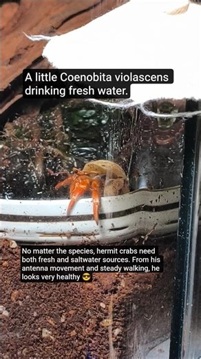 A little Coenobita violascens drinking fresh water. #hermitcrabs #crab #やどかり