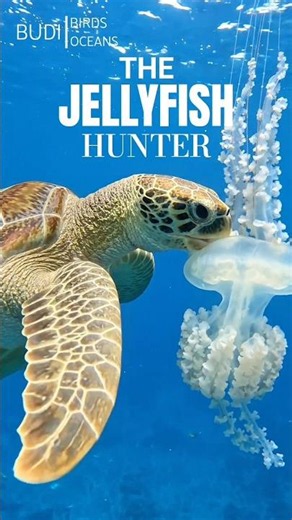 🌊🪼 Watch This Hungry Sea Turtle Hunt a Floating Jellyfish #seaturtles #ocean #wildlife #jellyfish