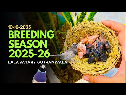Exotic Finches breeding progress 10-10-2025|| Exotic Finches breeding form in Gujranwala