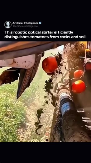 Artificial Intelligence (AI) on Instagram: "Robotics Is Quietly Reshaping Modern Farming Agriculture has entered a new phase where robotics and AI work behind the scenes to streamline how food is sorted and processed. Optical systems can now detect and separate ripe tomatoes from rocks, soil, and unripe produce with remarkable accuracy. Using high-speed cameras and LED lighting, these machines analyze each tomato’s color and shape in milliseconds, redirecting unwanted items with bursts of air as
