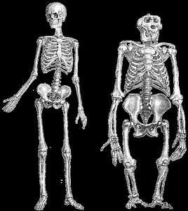 Chimpanzee–human last common ancestor - Alchetron, the free social encyclopedia