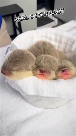 Baby Otters Chirping Sounds Unreal 😱 #BabyOttersChirping
