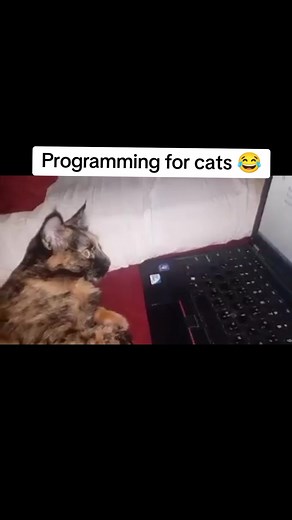 ‏Programming for cats 😂 #البرمجة #programming #cat #cats #مبرمج #برمجة